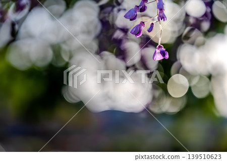 青葉園的紫藤花 青葉園的紫藤花 139510623