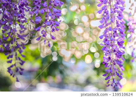 青葉園的紫藤花 青葉園的紫藤花 139510624