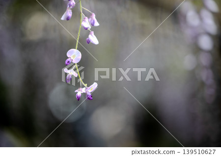 紫藤花盛開,牛島的紫藤 紫藤花盛開,牛島的紫藤 139510627