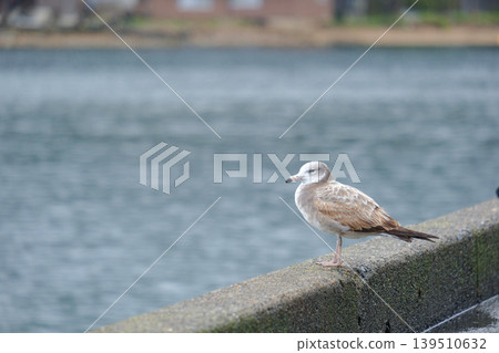 Seagull Seagull 139510632