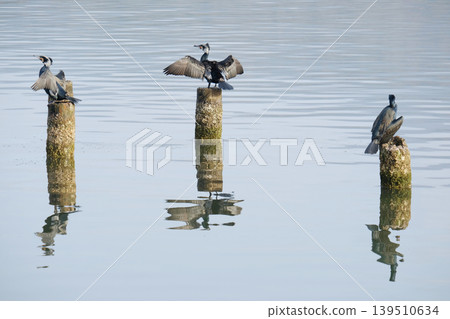 cormorant cormorant 139510634