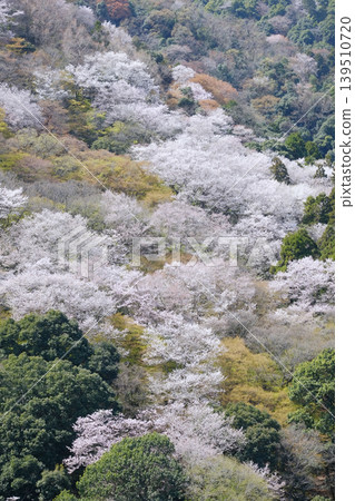 櫻花與山 櫻花與山 139510720