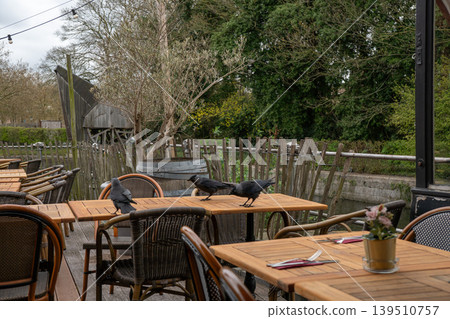Eurasian jackdaws walk across wooden cafe tables on outdoor terrace with wicker chairs, rustic fence, bare trees, and green garden background. Wildlife content, outdoor dining, nature 139510757