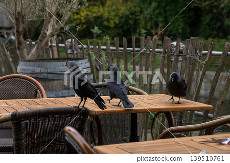 Two Eurasian jackdaws stand on wooden cafe table near wicker chair, rustic fence, and green outdoor background in calm natural setting. Wildlife content, outdoor dining, nature Two Eurasian jackdaws stand on wooden cafe table near wicker chair, rustic fence, and green outdoor background in calm natural setting. Wildlife content, outdoor dining, nature 139510761