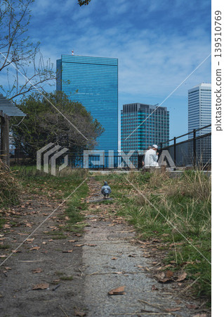 一隻鴿子沿著公園小路走著,背後是大阪的商業區。 一隻鴿子沿著公園小路走著,背後是大阪的商業區。 139510769