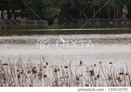 A white heron takes flight over a pond of withered lotus flowers. A white heron takes flight over a pond of withered lotus flowers. 139510795
