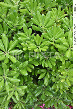 海桐（Pittosporum tobira），一種葉片形狀可愛的植物 139510837