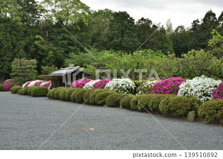 京都市山科區瑞心院小野梅園周圍的杜鵑花 139510892