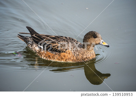 A close-up of a female wigeon reflected on the water's surface. 139510953