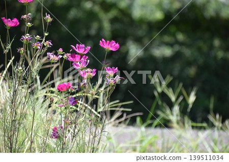 The recent heatwaves have caused noticeable abnormalities in plants. The recent heatwaves have caused noticeable abnormalities in plants. 139511034