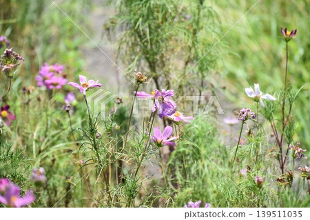 The recent heatwaves have caused noticeable abnormalities in plants. The recent heatwaves have caused noticeable abnormalities in plants. 139511035