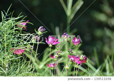 The recent heatwaves have caused noticeable abnormalities in plants. The recent heatwaves have caused noticeable abnormalities in plants. 139511036