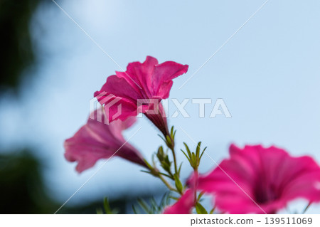 beautiful white and pink petunia flowers beautiful white and pink petunia flowers 139511069