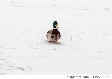 Ducks and drakes walk on snow and on a frozen lake Ducks and drakes walk on snow and on a frozen lake 139511085