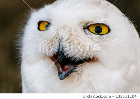 beautiful white owl with yellow eyes and beak beautiful white owl with yellow eyes and beak 139511104