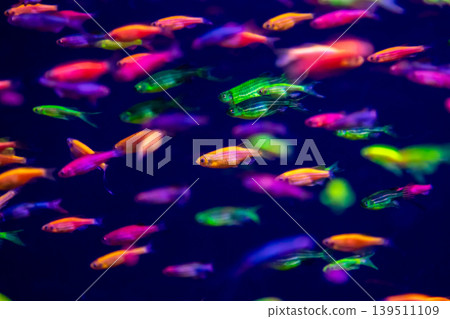 danio rerio fish and neon corals danio rerio fish and neon corals 139511109