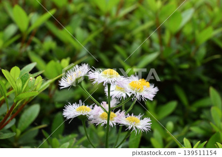 White flower of Haldione 139511154