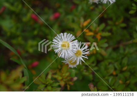 White halzion 139511158
