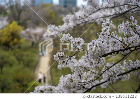 公園小徑兩旁櫻花盛開，人們沿著小徑漫步。 139511228