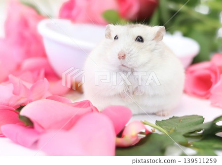 Roses and hamsters Roses and hamsters 139511259