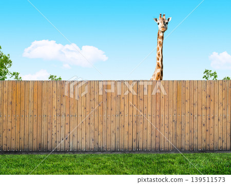 curious neighbor Giraffe peeking over wooden fence in summer garden curious neighbor Giraffe peeking over wooden fence in summer garden 139511573