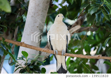 A Black-winged Dove on a branch A Black-winged Dove on a branch 139511610