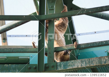 Upside-down two-toed sloth 139511652