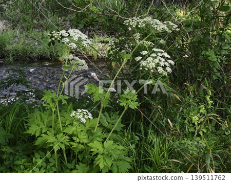 Angelica tree on the riverbank Angelica tree on the riverbank 139511762