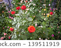 Blooming vermilion (red-orange) rose bush at a garden plant fair, other roses blurred in background 139511919
