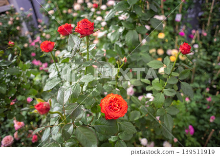Blooming vermilion (red-orange) rose bush at a garden plant fair, other roses blurred in background 139511919