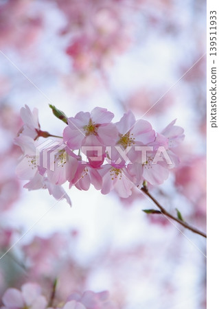 淡粉紅色的櫻花真漂亮。 139511933