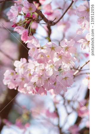 The pale pink of the cherry blossoms is lovely, with light shining through the petals. The pale pink of the cherry blossoms is lovely, with light shining through the petals. 139512056