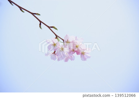 櫻花淡粉紅色的美麗極了，陽光透過花瓣灑下來。 139512066
