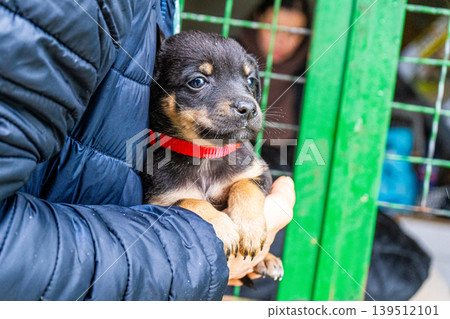 Puppy little dog in hands Puppy little dog in hands 139512101