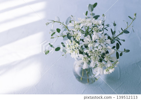 A natural flower arrangement of Orlaya and eucalyptus bathed in light and shadow. 139512113