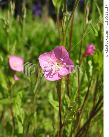 Evening primrose (Yugesho) is a perennial plant belonging to the Onagraceae family. Evening primrose (Yugesho) is a perennial plant belonging to the Onagraceae family. 139512137