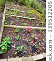 High angle view of young seedlings and red amaranth growing in concrete block raised garden beds. 139512205