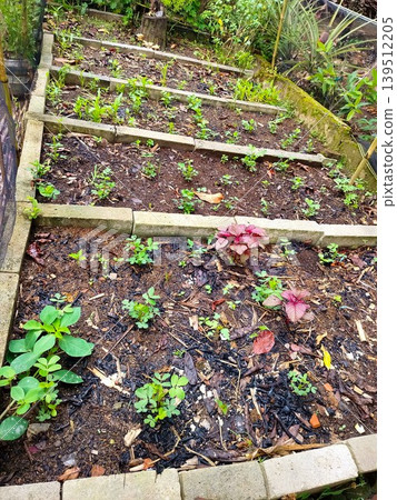 High angle view of young seedlings and red amaranth growing in concrete block raised garden beds. High angle view of young seedlings and red amaranth growing in concrete block raised garden beds. 139512205