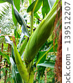 Close up shot of green corn ears in husks growing on a stalk in a natural garden environment 139512207