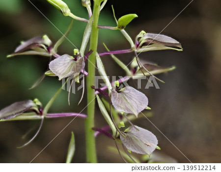 Biparis makinoana花 Biparis makinoana花 139512214