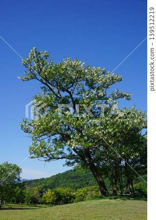 Black locust trees in full bloom Black locust trees in full bloom 139512219