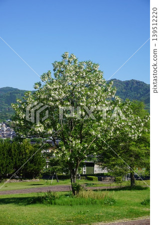 黑刺槐樹盛開。 黑刺槐樹盛開。 139512220