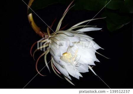 Night-blooming cereus (beginning to bloom) Night-blooming cereus (beginning to bloom) 139512237