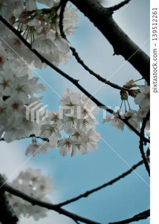 The pale pink of the cherry blossoms is lovely, with light shining through the petals. The pale pink of the cherry blossoms is lovely, with light shining through the petals. 139512261