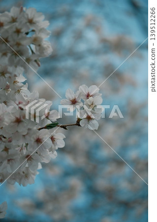 The pale pink of the cherry blossoms is lovely, with light shining through the petals. The pale pink of the cherry blossoms is lovely, with light shining through the petals. 139512266