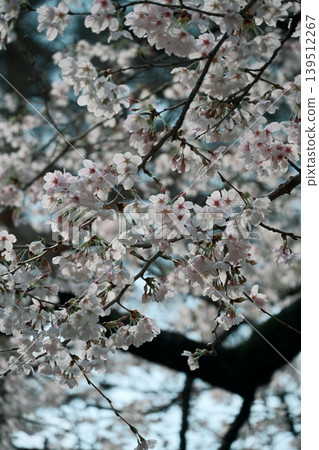 The pale pink of the cherry blossoms is lovely, with light shining through the petals. The pale pink of the cherry blossoms is lovely, with light shining through the petals. 139512267