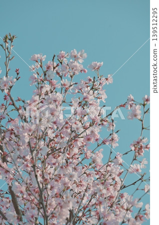 The pale pink of the cherry blossoms is lovely, with light shining through the petals. The pale pink of the cherry blossoms is lovely, with light shining through the petals. 139512295