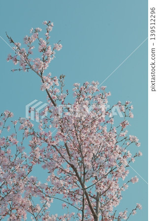 The pale pink of the cherry blossoms is lovely, with light shining through the petals. 139512296