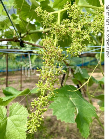Shine Muscat flower Shine Muscat flower 139512390