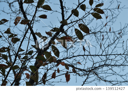 Cherry leaves damaged by insects Cherry leaves damaged by insects 139512427